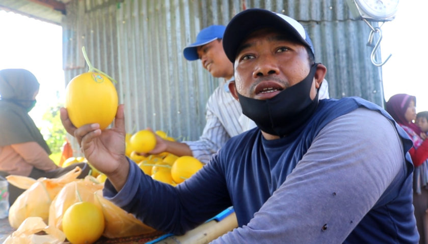 Berkat Golden Melon, Petani di Lobar Tetap Bertahan di Tengah Wabah Corona