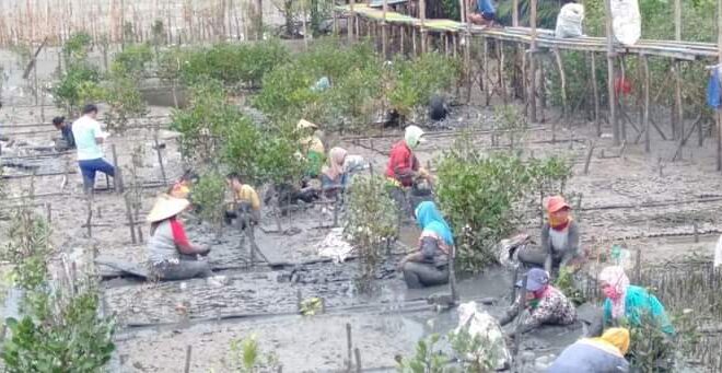 Menggerakkan Ekonomi Masyarakat Pesisir Melalui Penanaman Mangrove
