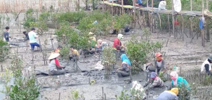 Menggerakkan Ekonomi Masyarakat Pesisir Melalui Penanaman Mangrove