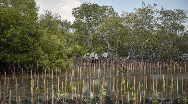 Padat Karya Mangrove Memulihkan Lingkungan dan Ekonomi Nasional