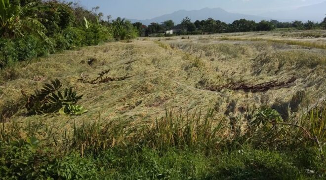 Puting Beliung Rusak 6,75 Hektar Lahan Pertanian di Mataram