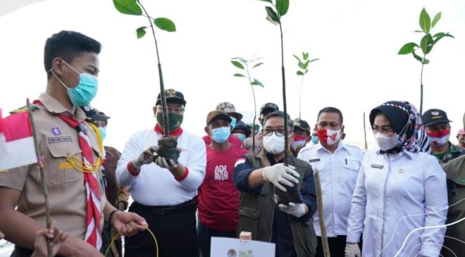 Wamen LHK Tinjau Langsung Program Padat Karya Penanaman Mangrove di Sulawesi Tenggara